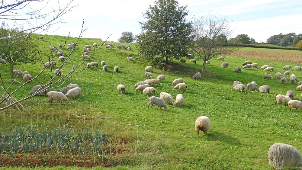 Les manechs à tête rousse au pré