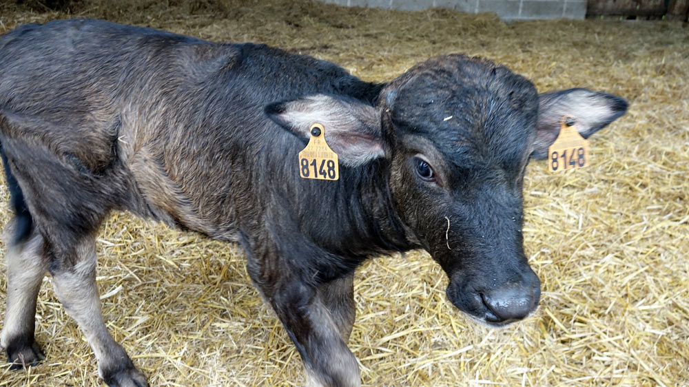 "Pirate", jeune bufflonne d'1 mois
