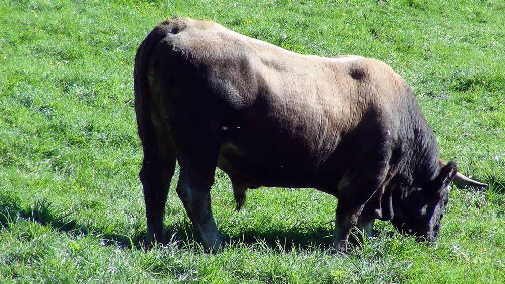 Un taureau "Aubrac"