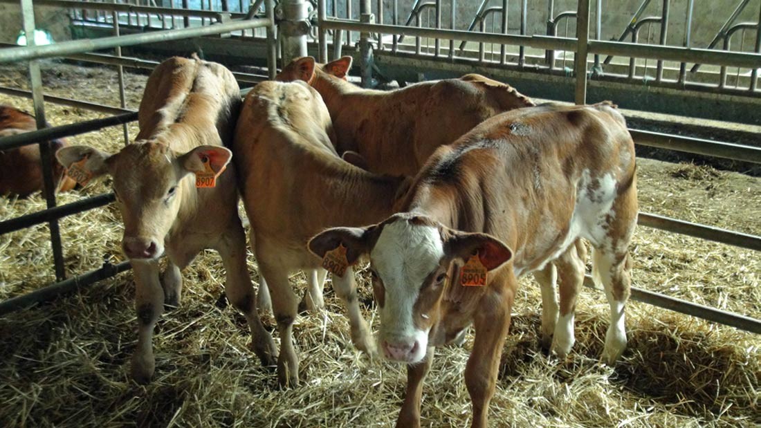 Veaux de lait