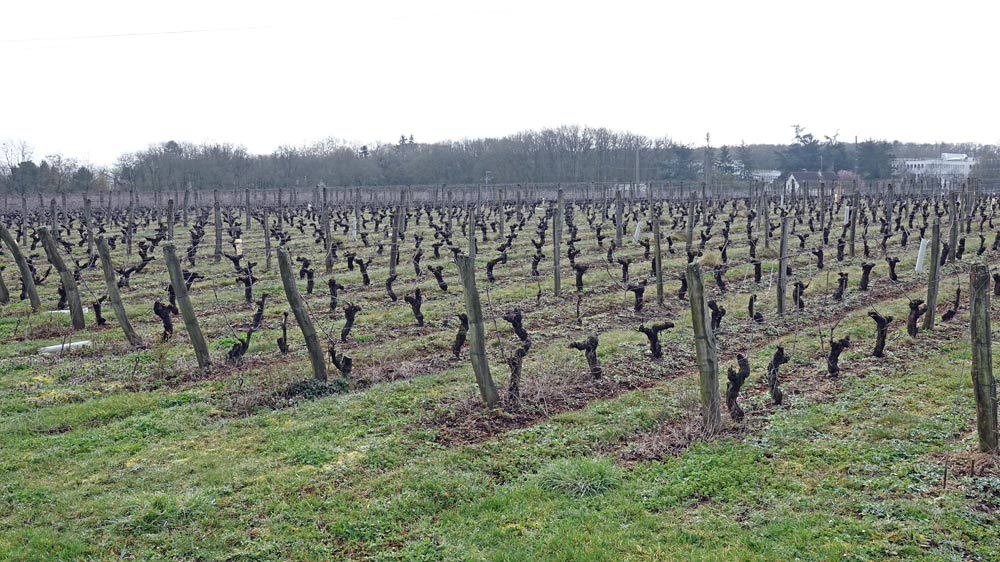 La vigne