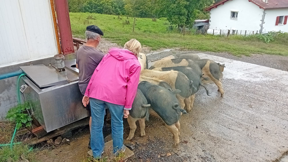 Les porcs "Kintoa" aiment le lait de brebis !