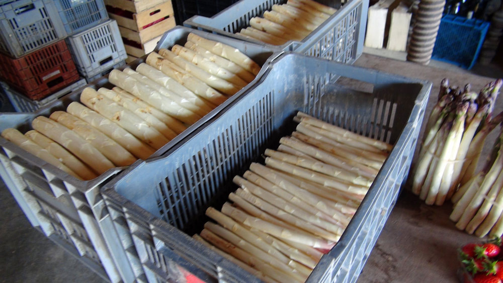Les asperges proposées à la vente