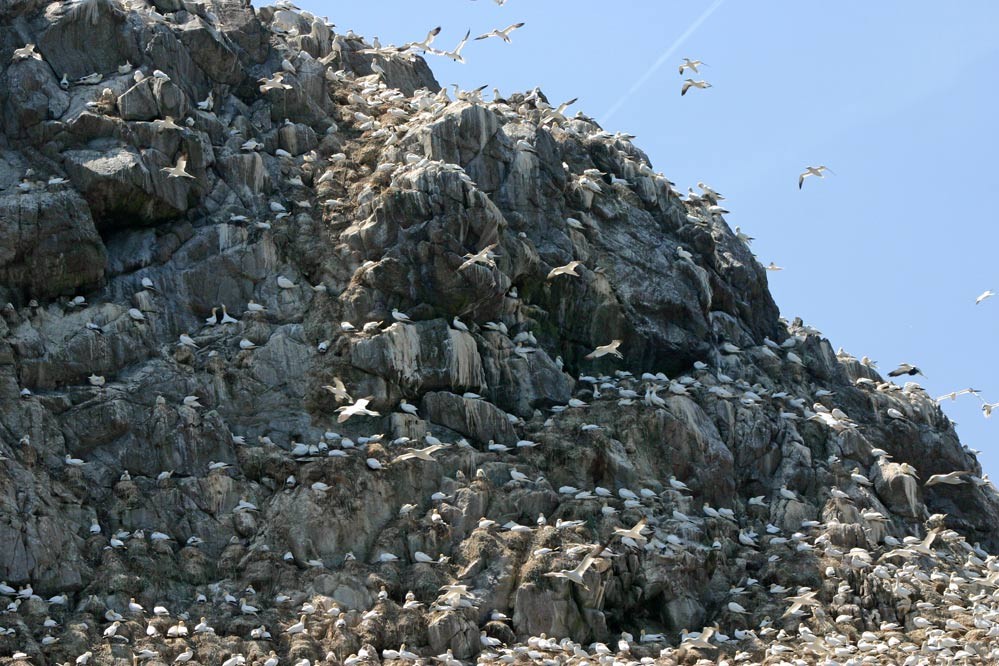 Les Fous de Bassan de l'Île Rouzic