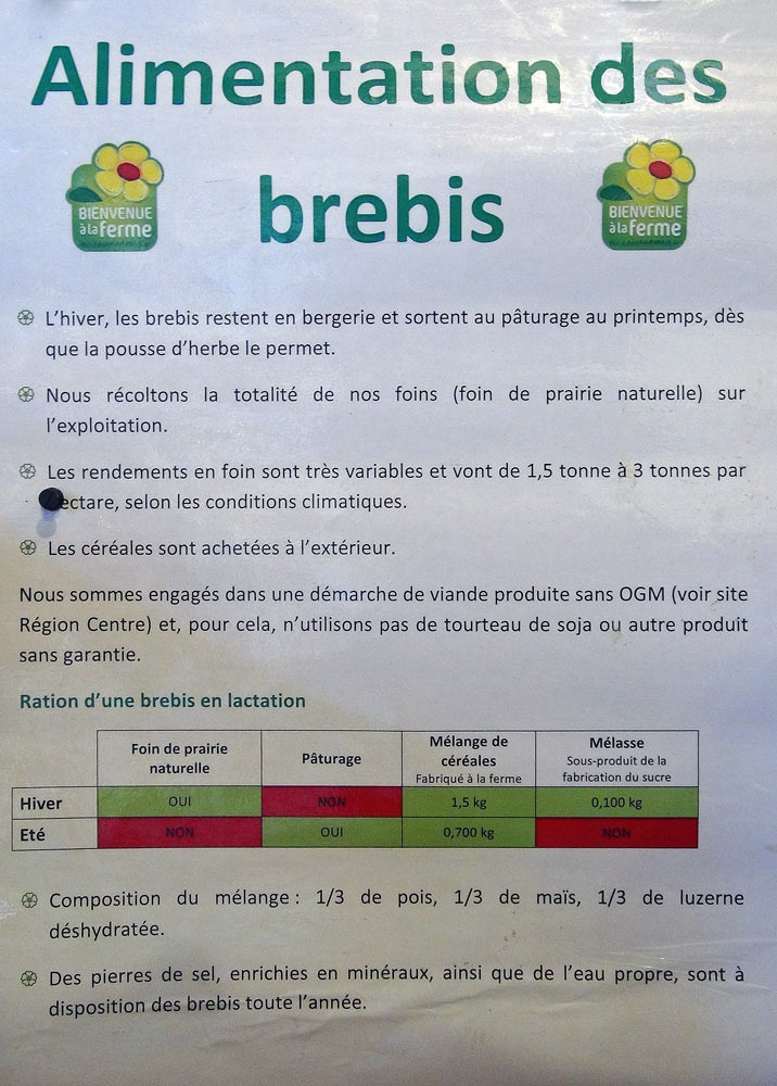 L'alimentation des brebis