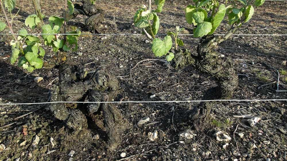 Ceps de vignes de Romorantin pré-phylloxérique (avant 1875), respect et recueillement vineux ...!