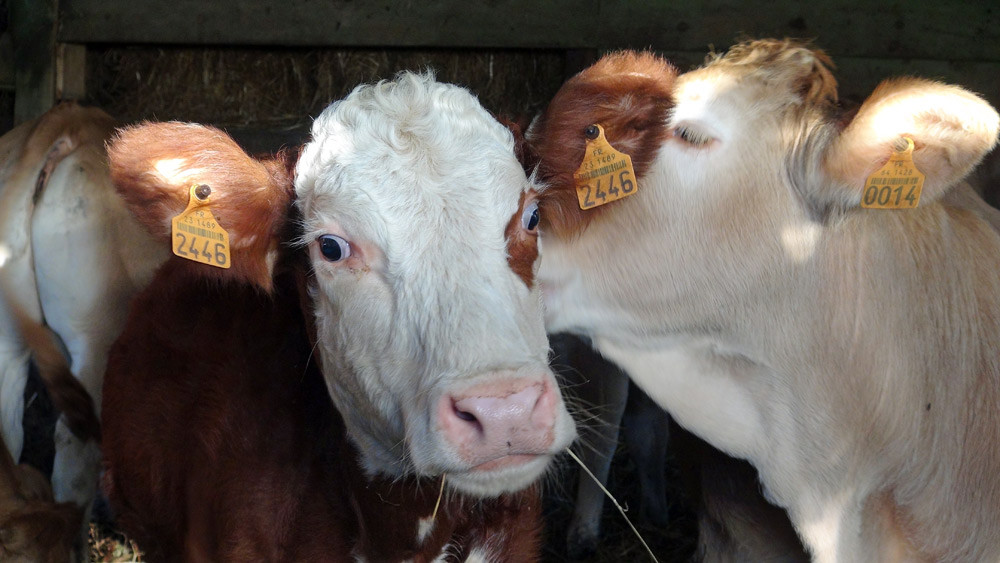 Veaux de lait Blonde d'Aquitaine et Hereford affectifs