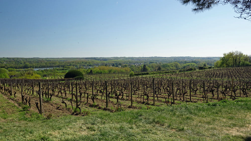 Vignes de cabernet franc et sauvignon