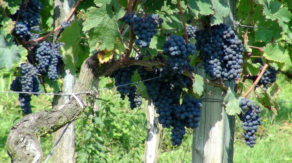 Des grappes de Tannat