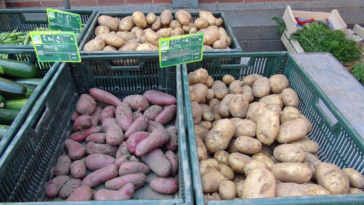 Pommes de terre bio de l'Île de Batz