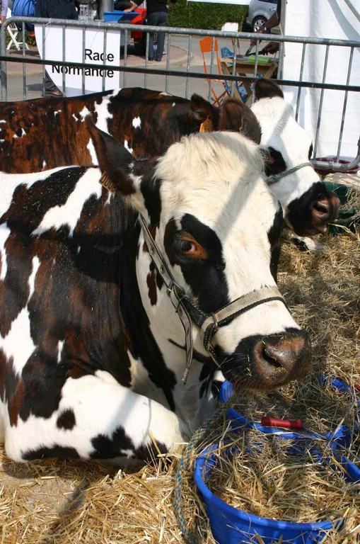 Vaches à viande de race normande