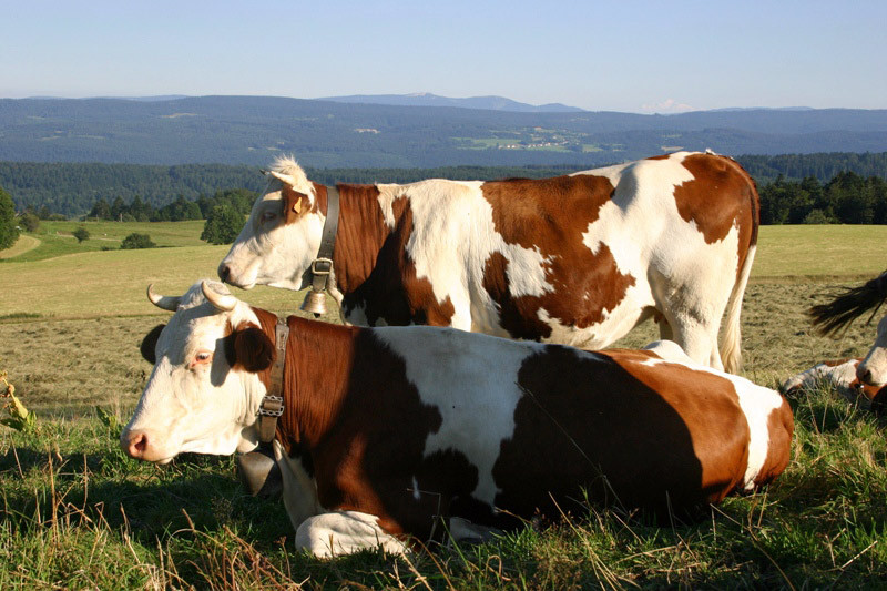 1 hectare minimum pour chaque vache