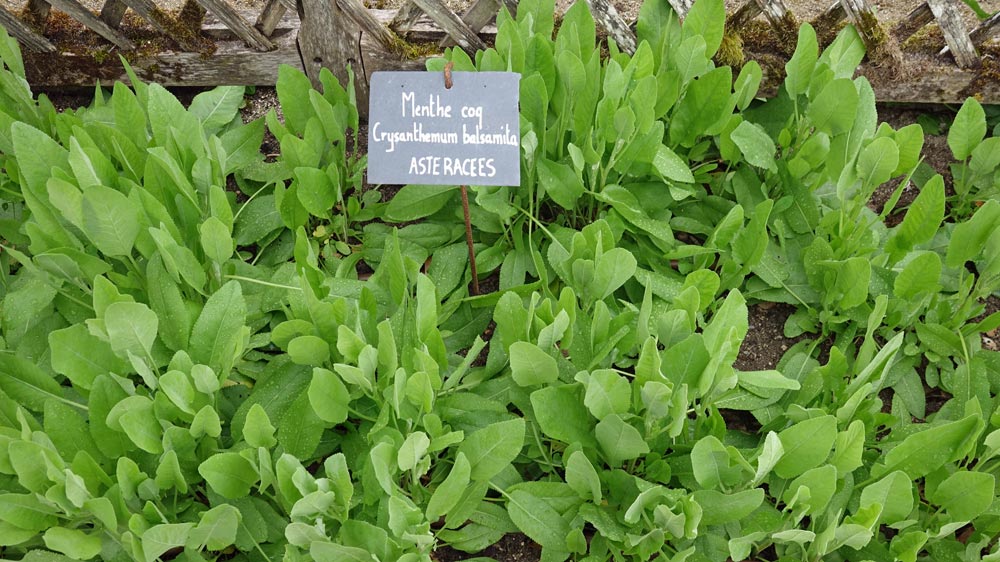Menthe coq