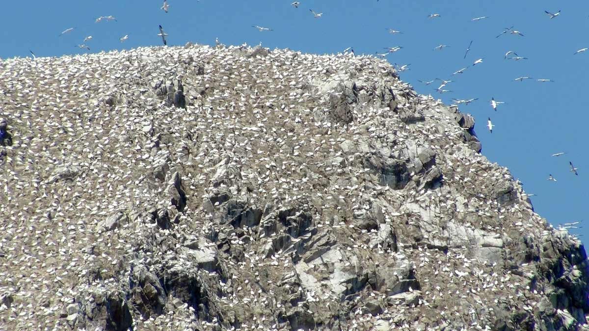 Les Fous de Bassan de l'Île Rouzic