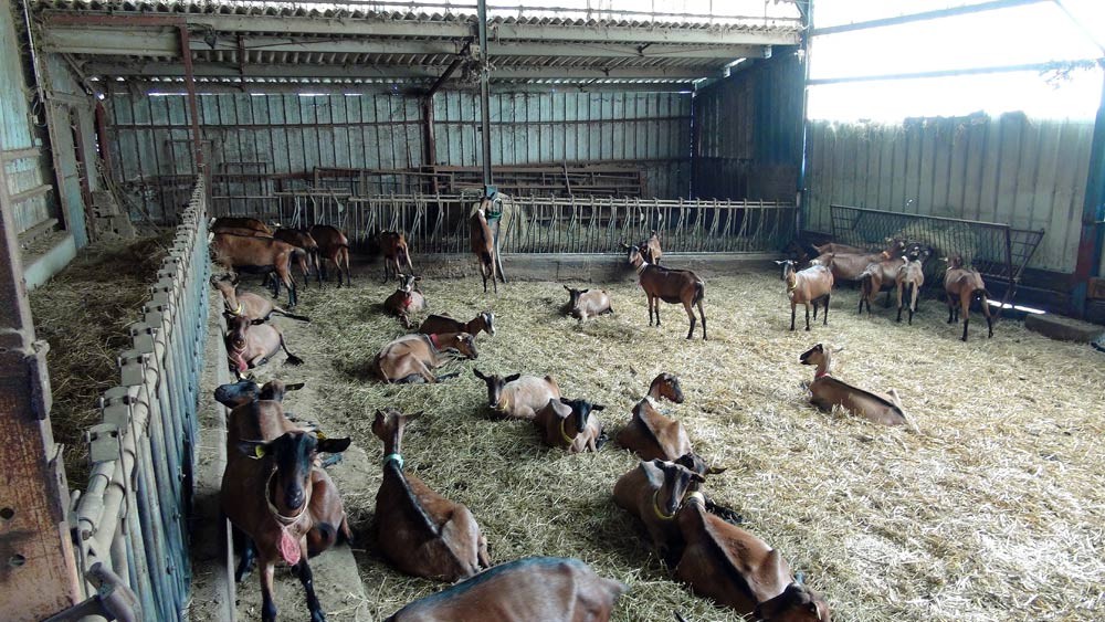Quelques-unes des 200 chèvres "alpines" de la ferme du Feulard