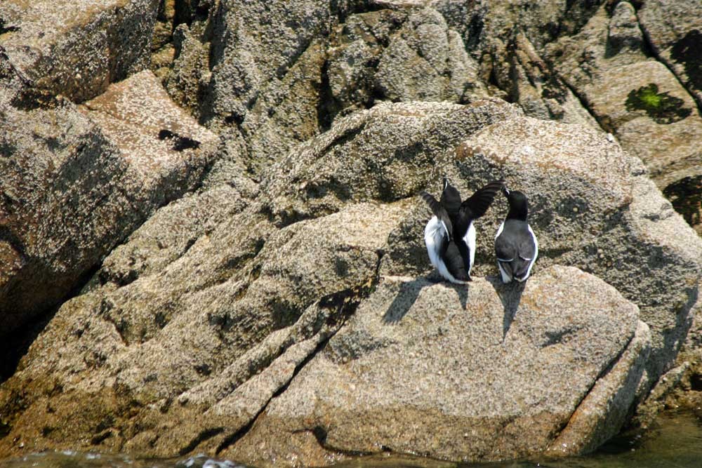 Pinguoins torda