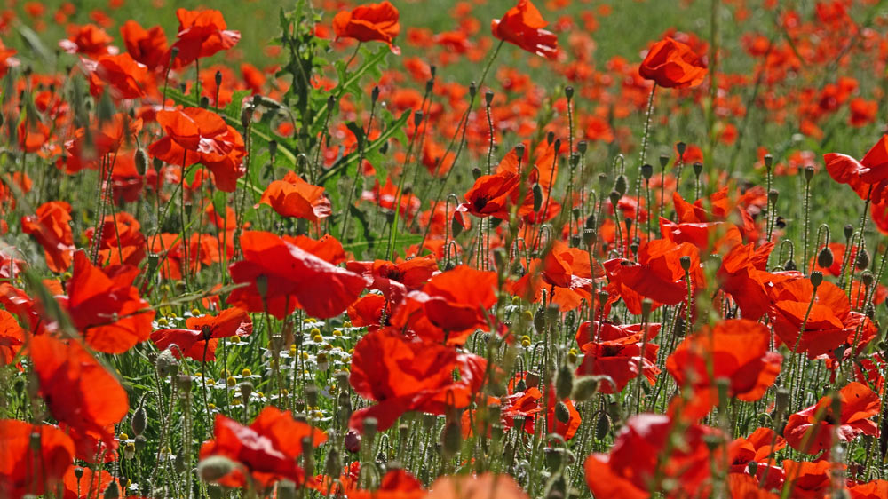 Champ de coquelicots près de Chailles