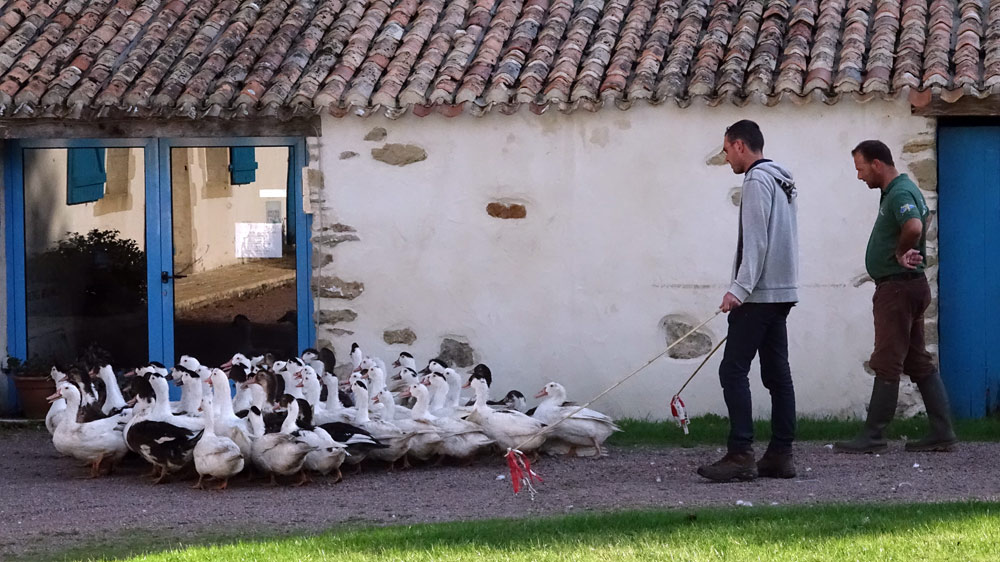 En route vers l'engraissage