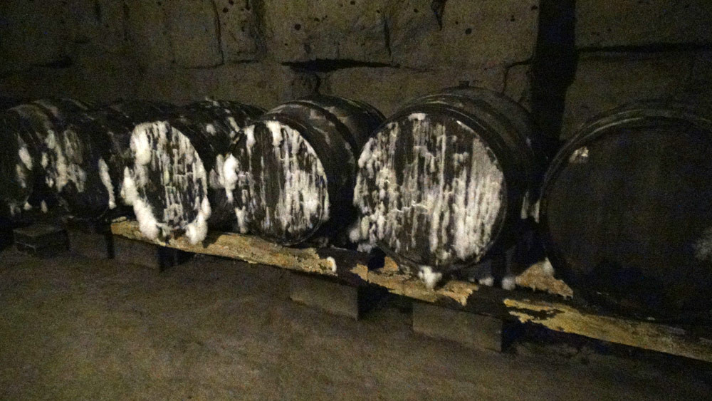 Tonneaux (sans vin) envahis par des champignons