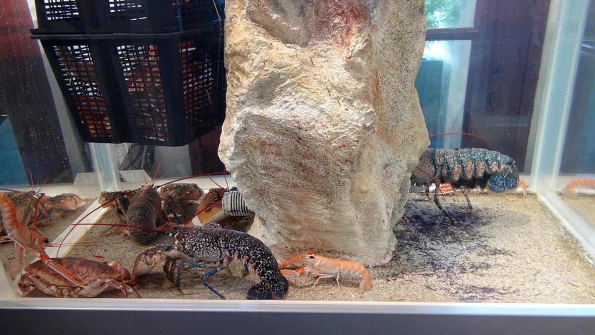 L’aquarium "Coutant" 