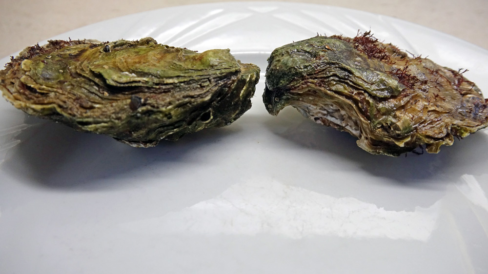 Huîtres "naturelles" fermées à talon plongeant vers le bas (sans le fameux bec)