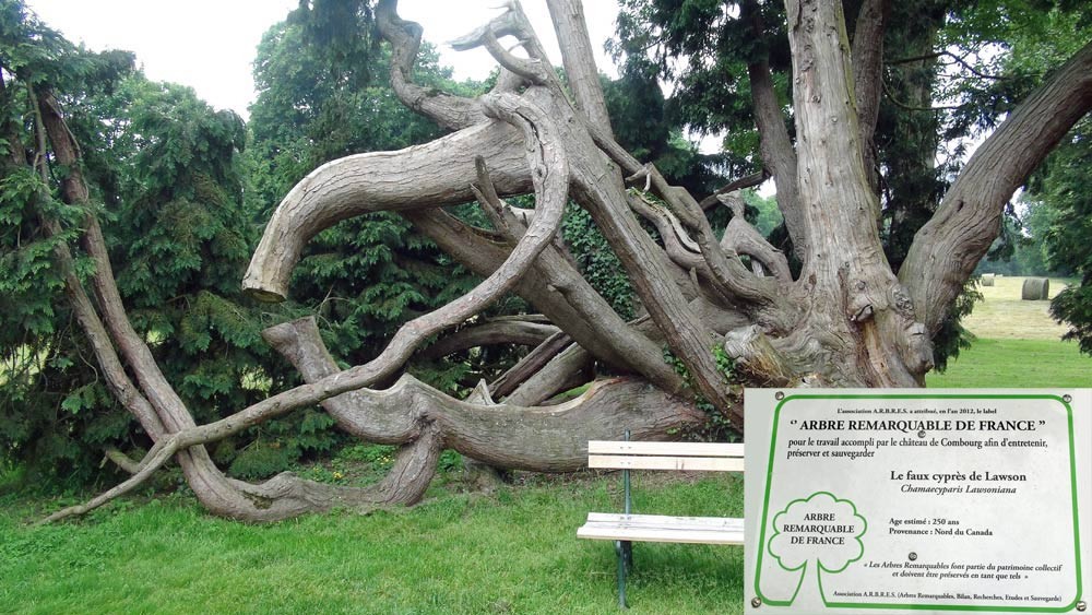 Un arbre remarquable de Franceee (Faux cyprès de lawson)