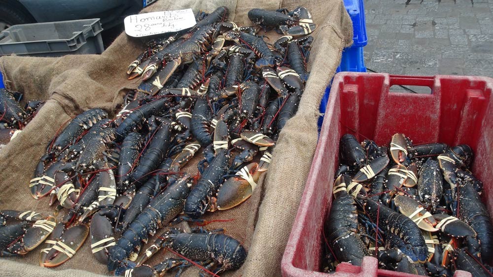Des homards à 28 € 00 le kilo