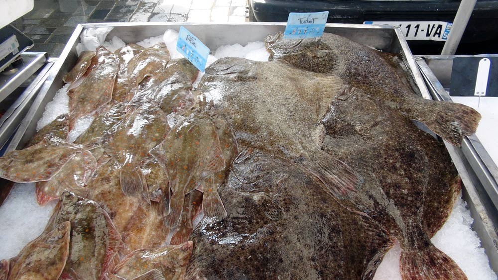 Des turbots de plus de 4 kilos et des plies