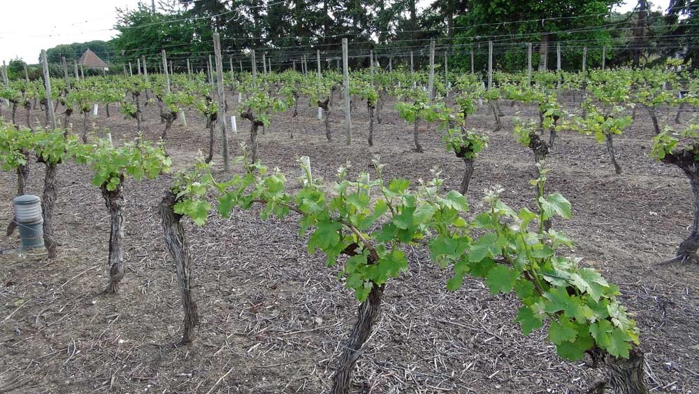 Vignes de Chenin, juste devant la maison d'accueil