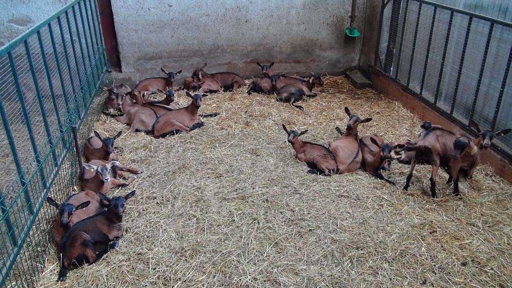 Chevreaux en attente ...