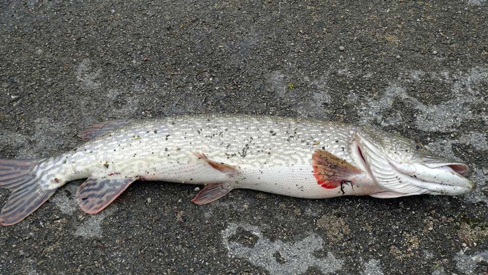 Un brochet de 98 cm épuisé dans le lac d'Ilay ... pour aider un "pêcheur" en difficulté