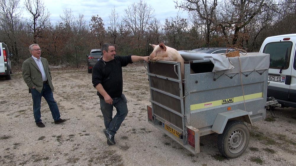 Le cochon s'impatiente !