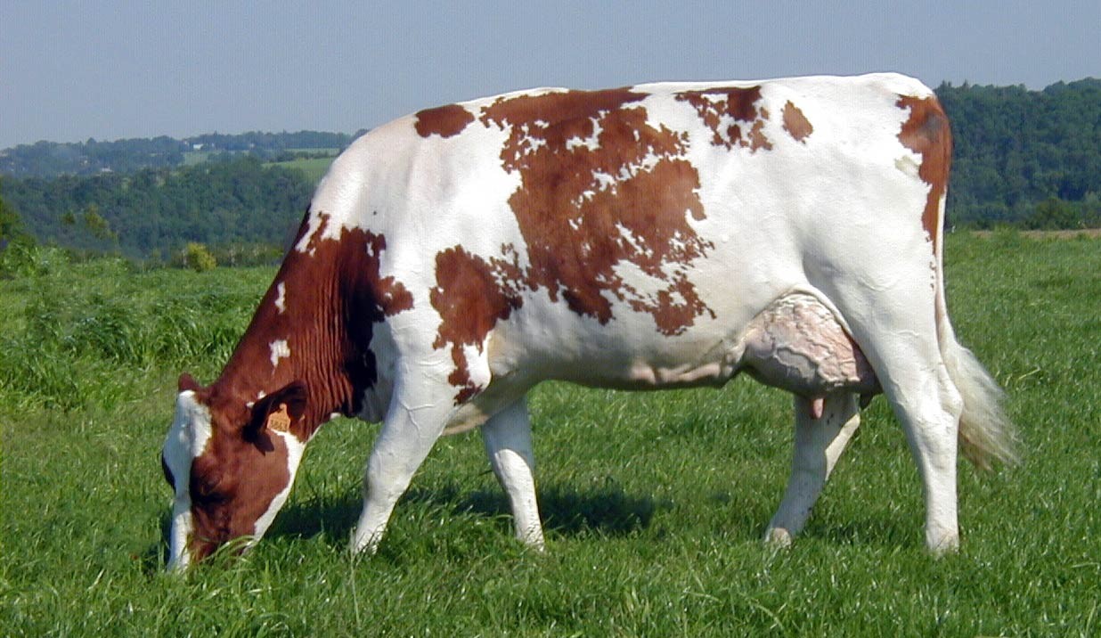 Vache Pie-rouge - Crédit photo : UPRA Pie Rouge des plaines.