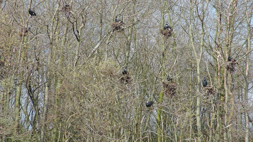 Les nids de "Grands cormorans" dans les arbres