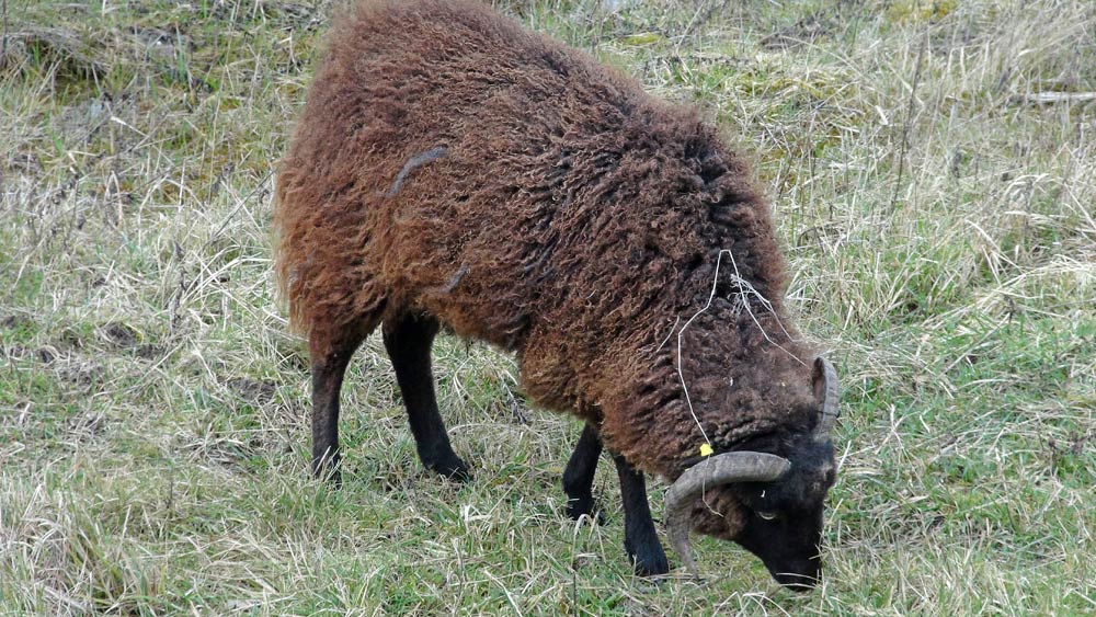 Mouton d'Ouessant