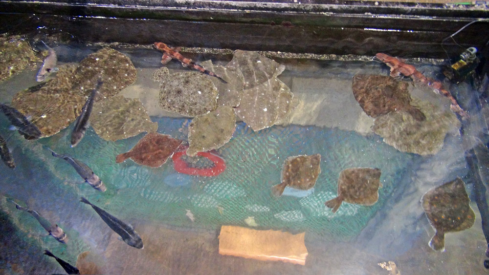 Turbots, roussettes, carrelets ... 