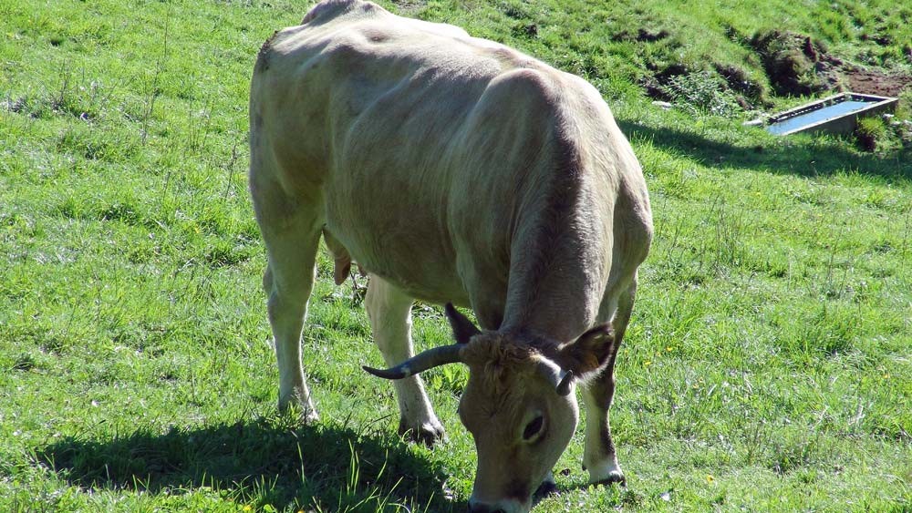 Une "Aubrac"