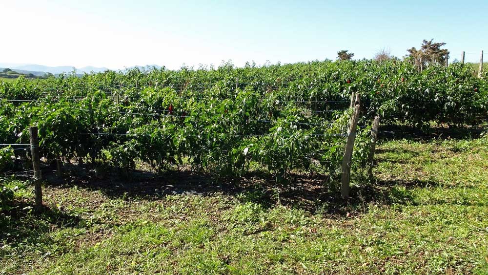 Le piment d'Espelette en culture (vue d'un champ de Piment n'étant pas celui des Saint-Jean)