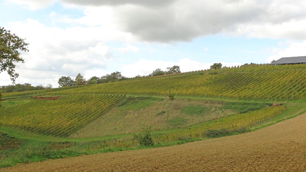 Les vignes