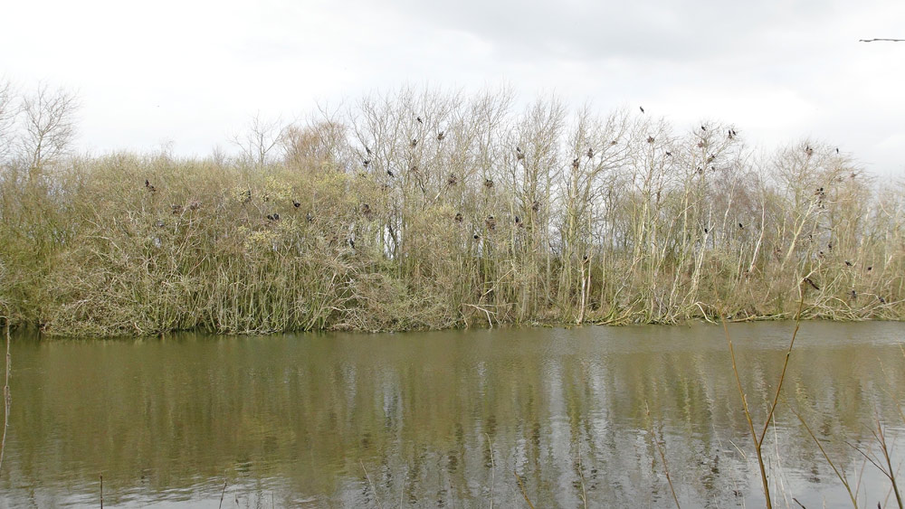 Les nids de "Grands cormorans" dans les arbres