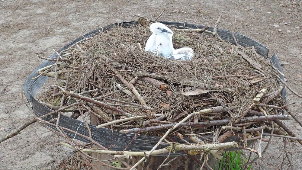 Reproduction d'un nid de cigogne