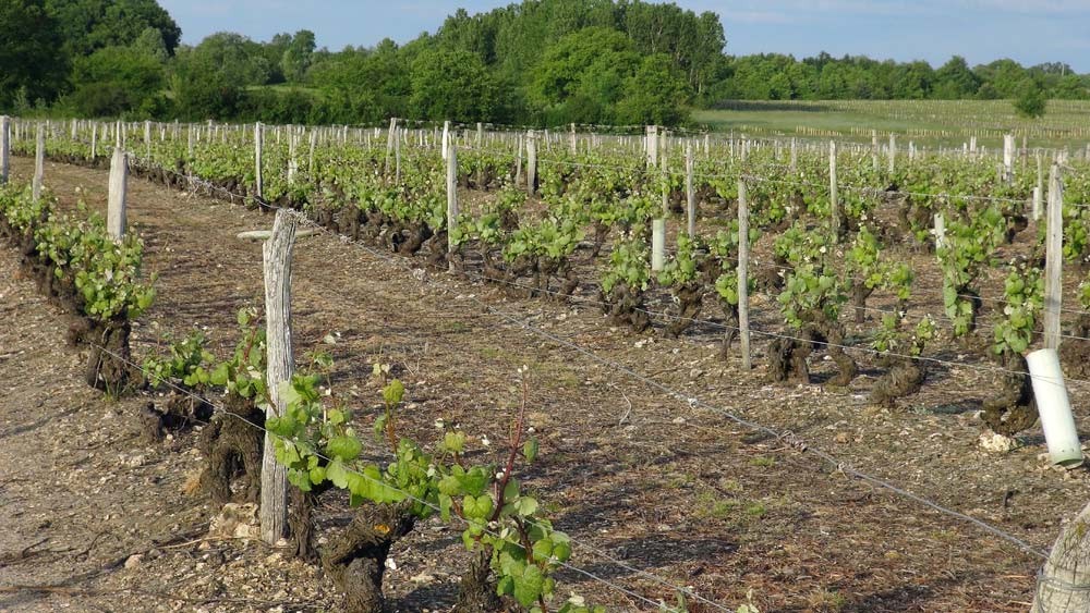 Vignes de cépage Romorantin pré-phylloxérique (avant 1875)