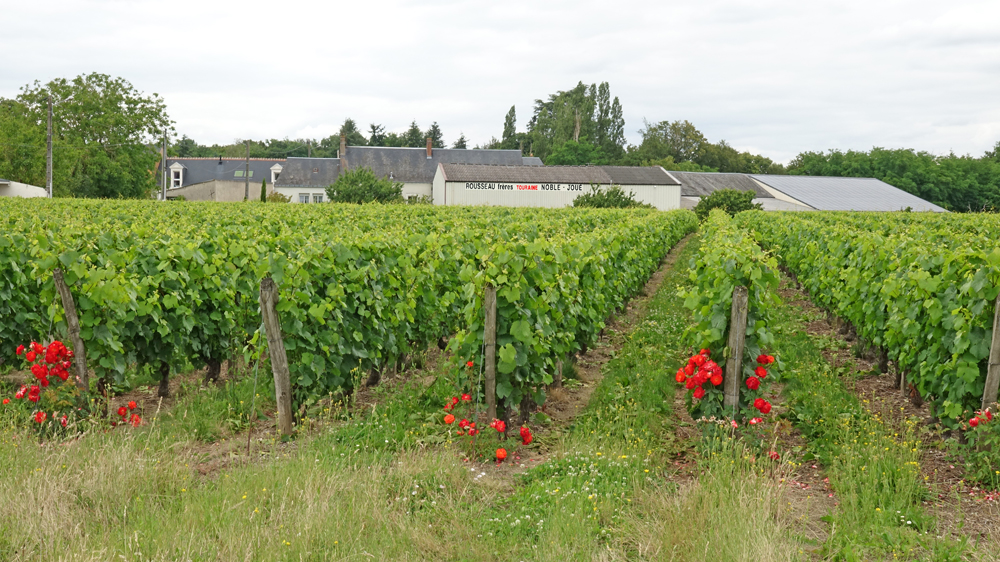 Les vignes et les installations
