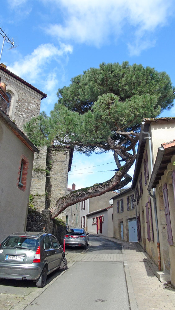 Le Pin parasol penché rue de la Collégiale