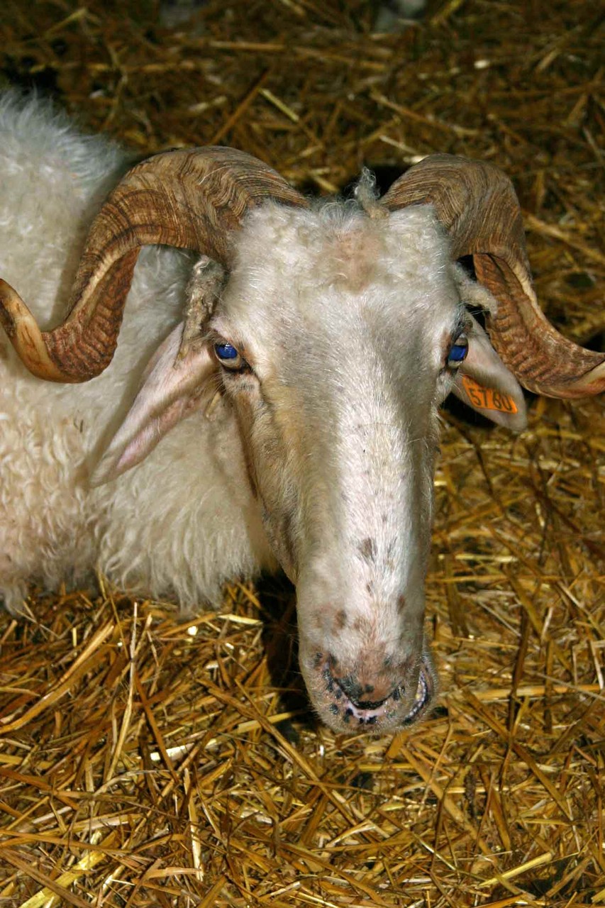 Basco-béarnaise d'Alain Domini