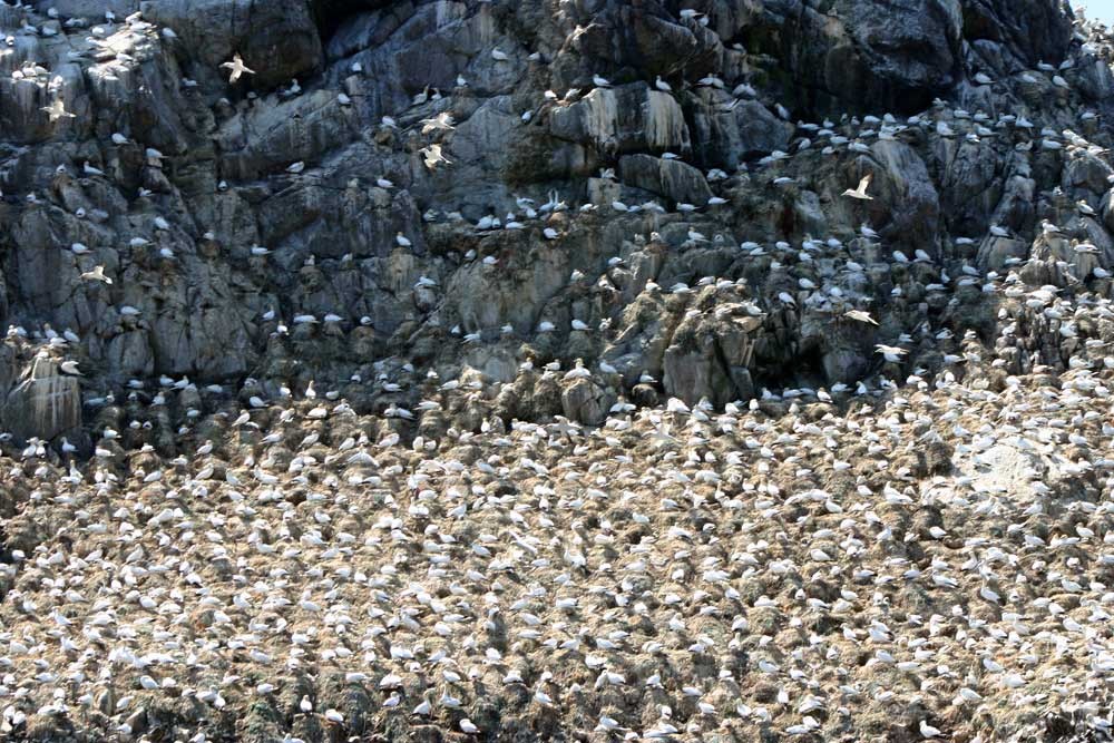 Les Fous de Bassan de l'Île Rouzic