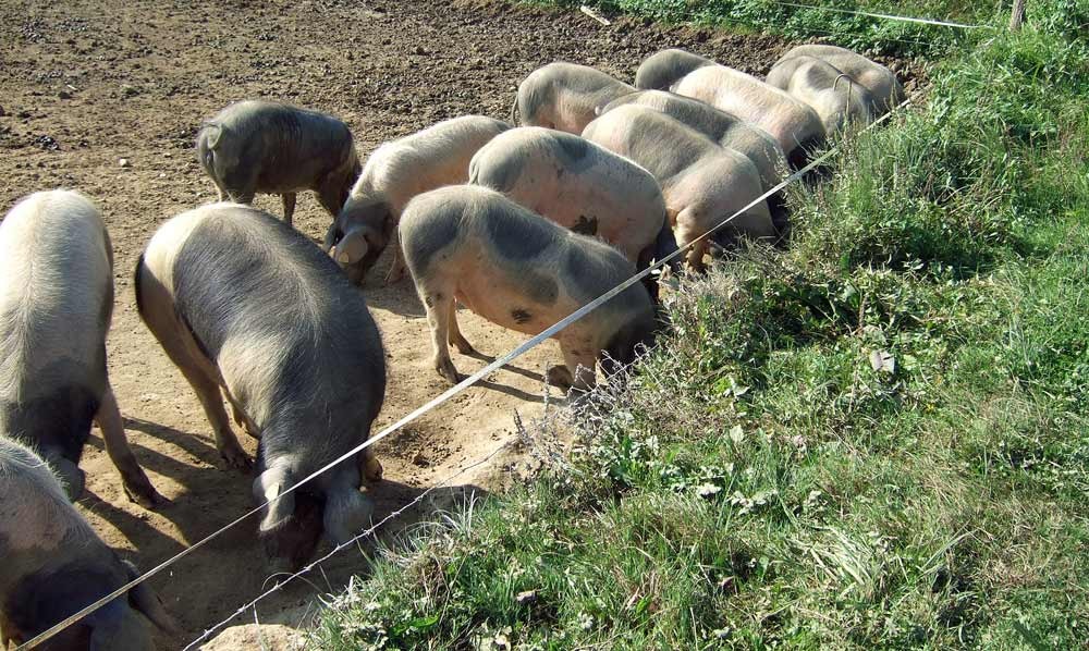 Culs noirs de Saint-Yrieix occupés à faire du gras ! (Photo de 2009)