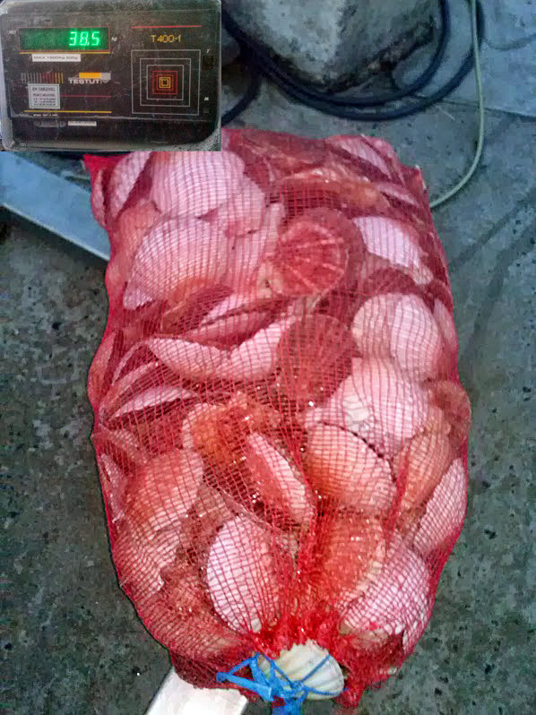 38 kg de coquilles, soit plus de 250 pièces à ouvrir !