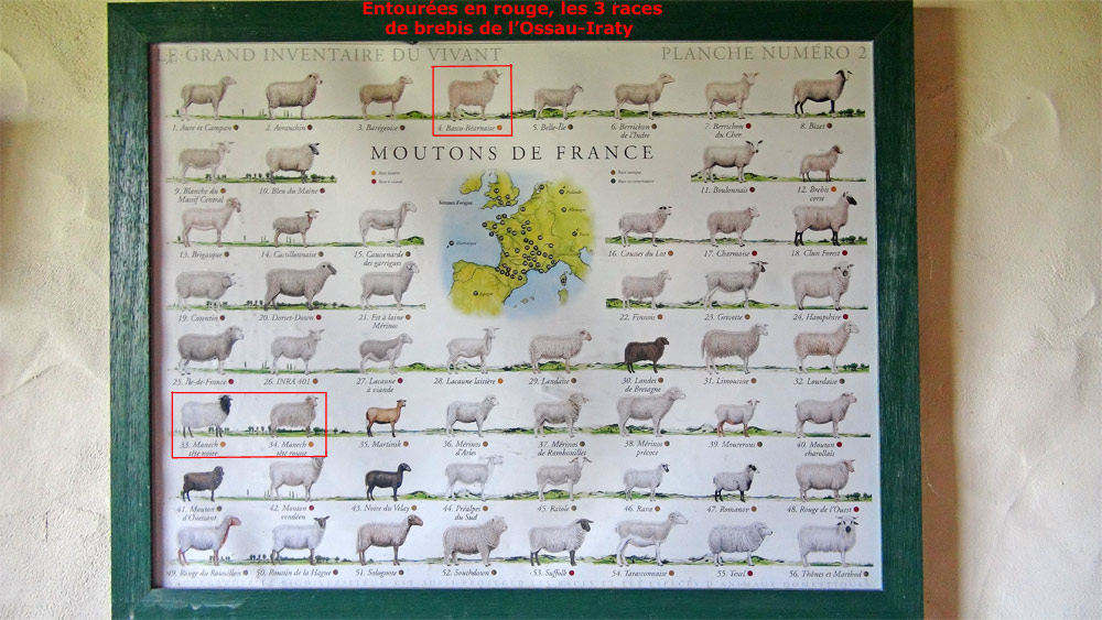 Les différentes races de brebis
