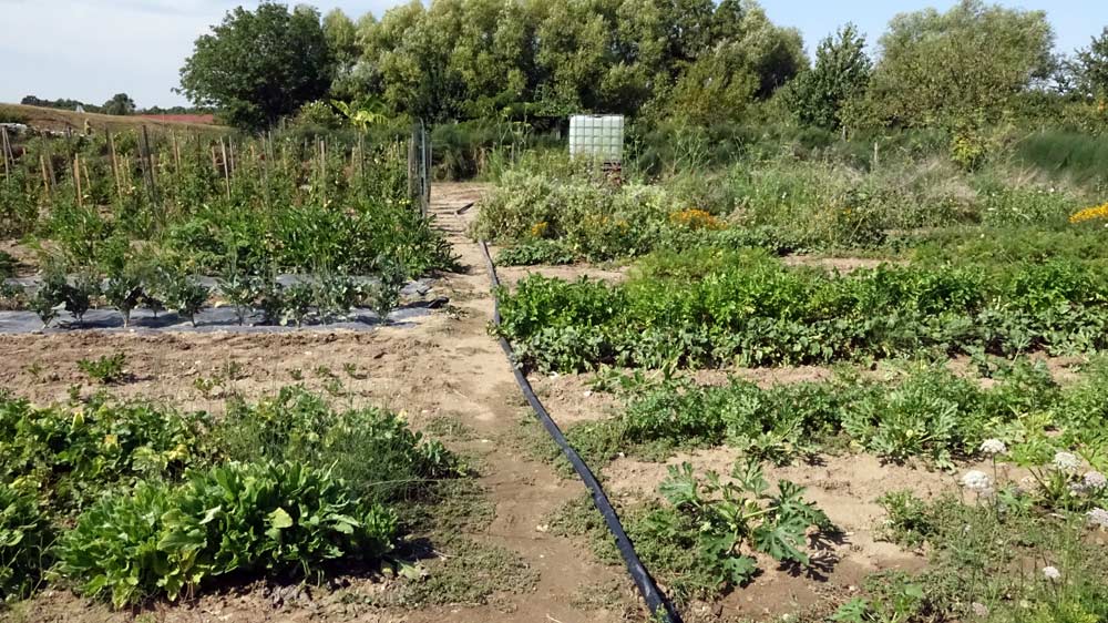 Le potager de Christophe